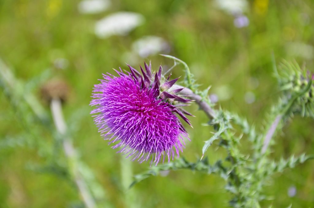 A picture of a milk thistle flower