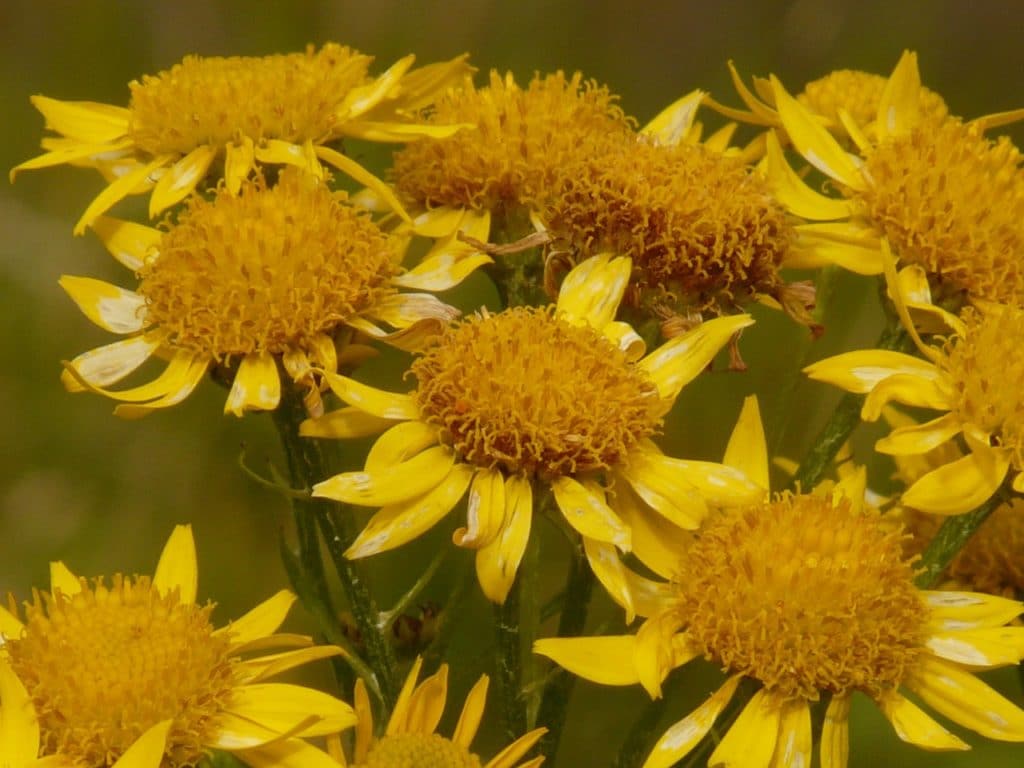 A group of arnica flowers