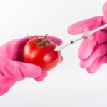 A pair of pink gloved hands injecting a tomato using a syringe