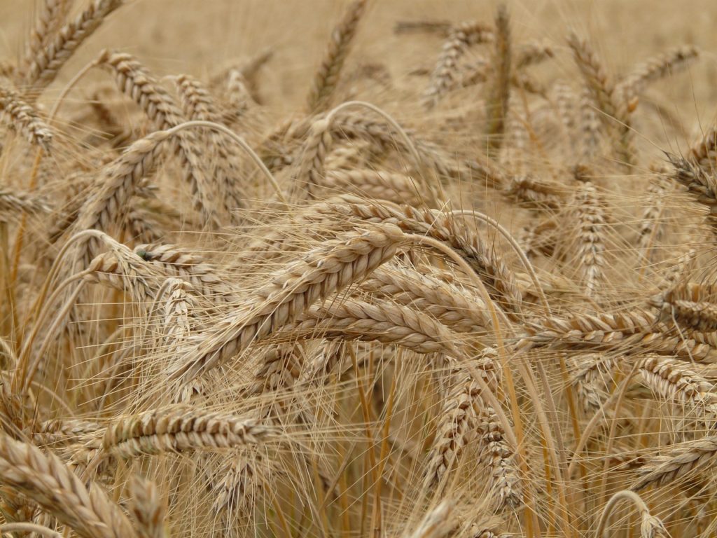 A field full of wheat