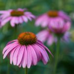 A group of echinacea flowers in a field