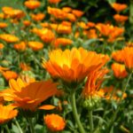 A small field full of orange calendula flowers
